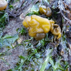 Ectocarpales