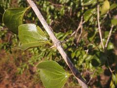 Strychnos spinosa spinosa