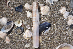Ensis minor