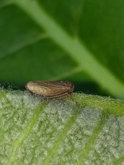Agallia quadripunctata