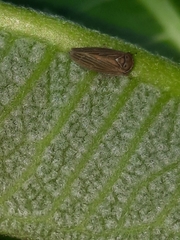 Agallia quadripunctata