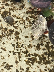 Acanthinucella punctulata