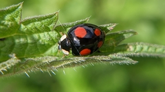Harmonia axyridis
