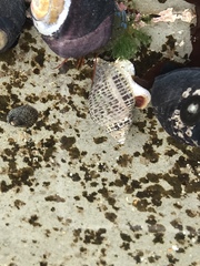 Acanthinucella punctulata