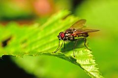 Hydrophoria lancifer