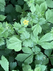 Geum urbanum