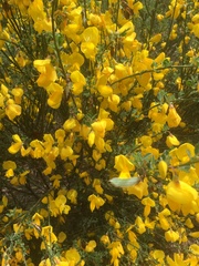 Cytisus cantabricus