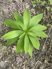 Lilium martagon