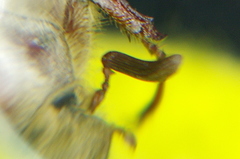 Melolontha hippocastani