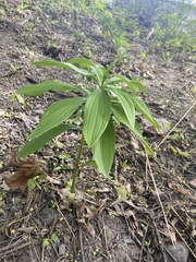 Lilium martagon
