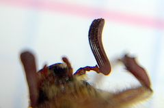 Melolontha hippocastani