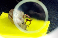 Melolontha hippocastani