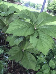 Rodgersia