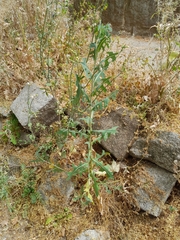 Lactuca serriola