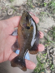 Lepomis punctatus