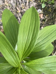 Lilium martagon