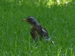 Turdus pilaris