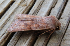 Orthosia revicta