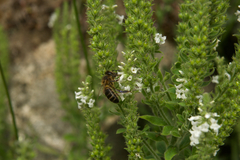 Anarrhinum duriminium
