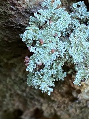 Stereocaulon dactylophyllum