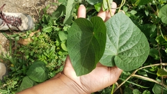 Piper umbellatum