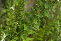 Anarrhinum duriminium
