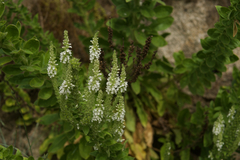 Anarrhinum duriminium