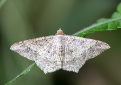 Psamatodes abydata