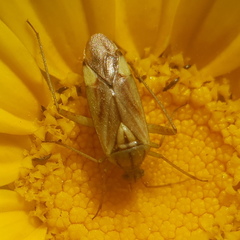 Closterotomus putoni