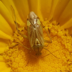 Closterotomus putoni