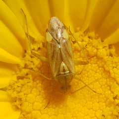 Closterotomus putoni