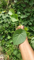 Piper umbellatum