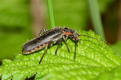 Cantharis obscura
