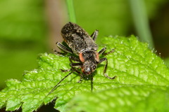 Cantharis obscura