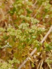 Polycarpon tetraphyllum