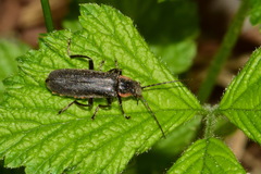 Cantharis obscura