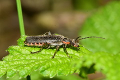 Cantharis obscura