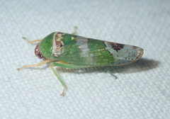 Sakakibarana amazonica