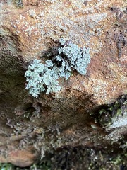 Stereocaulon dactylophyllum