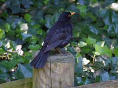 Turdus merula