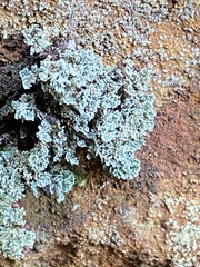 Stereocaulon dactylophyllum