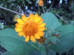 Smallanthus sonchifolius