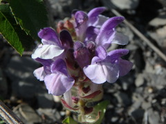 Scutellaria alpina