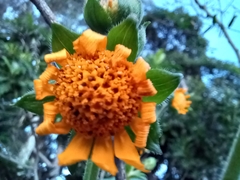 Smallanthus sonchifolius