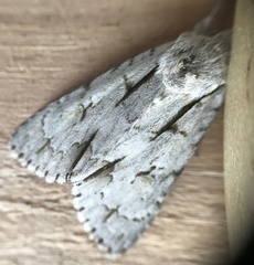 Acronicta laetifica