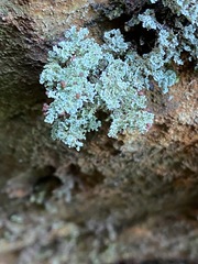 Stereocaulon dactylophyllum