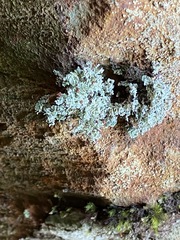 Stereocaulon dactylophyllum