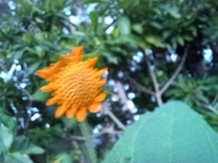 Smallanthus sonchifolius