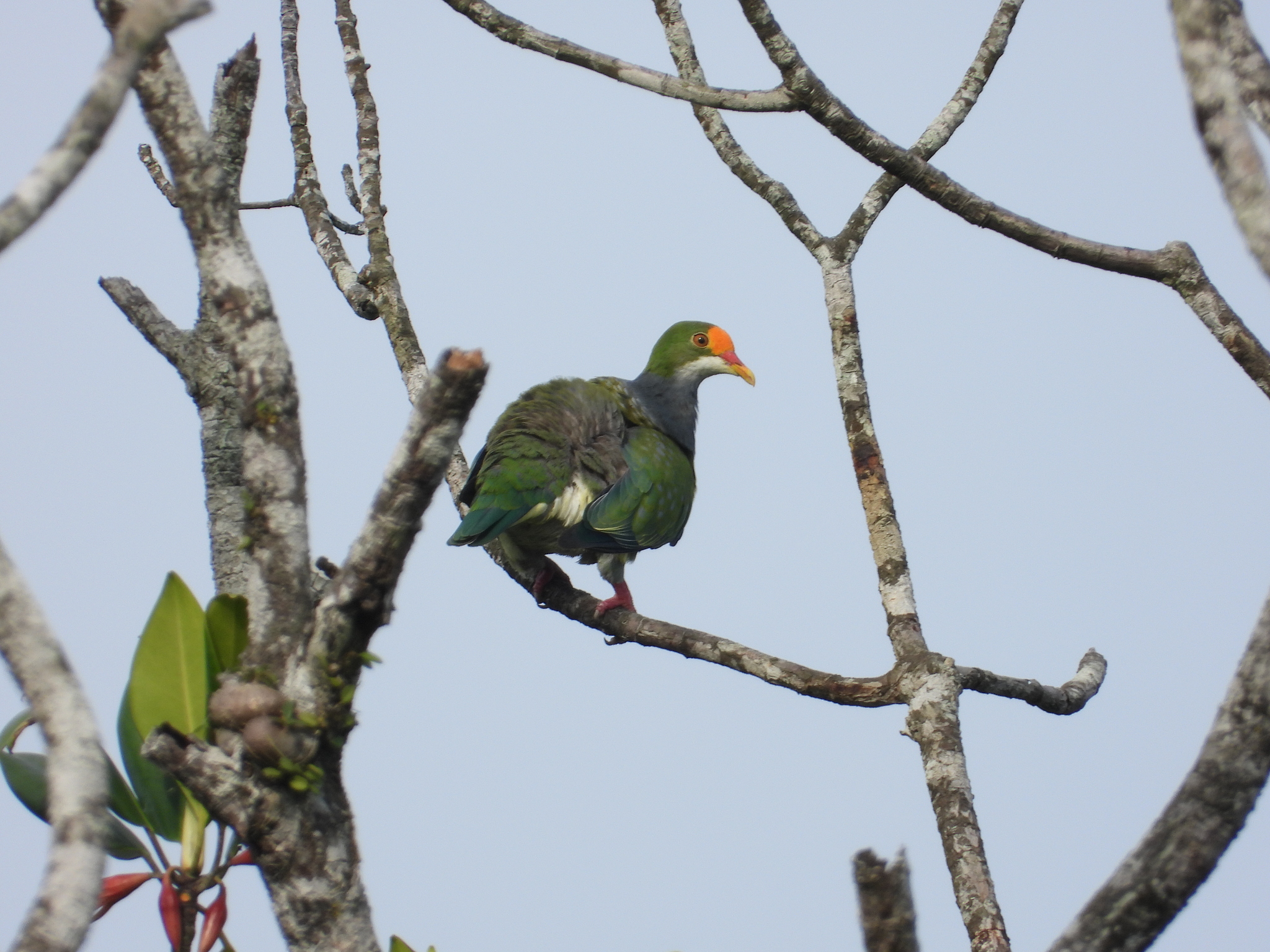 Orange-fronted Fruit-Dove illustration