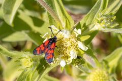 Zygaena graslini
